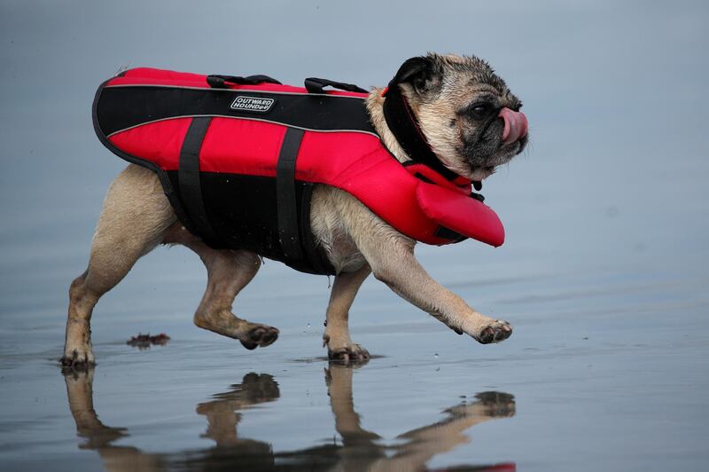 A small dog wears a life jacket during the 14th annual Helen Woodward Animal Center "Surf-A-Thon" where more than 70 dogs competed in five different weight classes for "Top Surf Dog 2019". Reuters