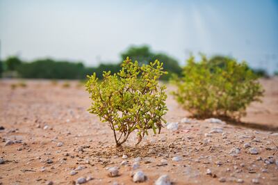 Local wild plant Tq grows in abundance in the UAE and has wound-healing properties 