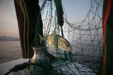 Some 200 species in the Arabian Gulf have fallen prey to overfishing. Silvia Razgova / The National