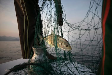 Some 200 species in the Arabian Gulf have fallen prey to overfishing. Silvia Razgova / The National