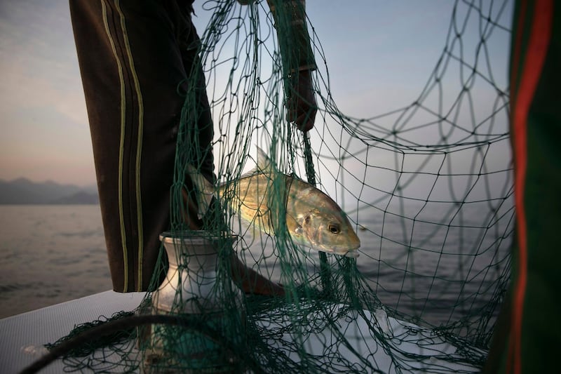 FUJAIRAH, UNITED ARAB EMIRATES, March 3, 2014:   
Fishermen sift through their nets, hoping for a catch, as they fish near the Al Rughayalat Port on Monday evening, March 3, 2014. 
(Silvia Razgova / The National)

Section: National
Reporter: Lindsay Caroll
Usage: Undated


 ANNIVERSARY EDITION 