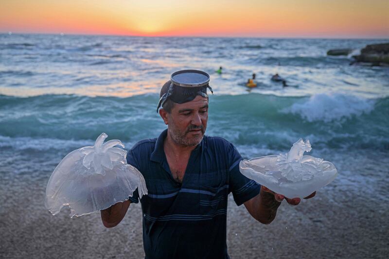 A Palestinian man holds jellyfish at the beach in Gaza city. AFP