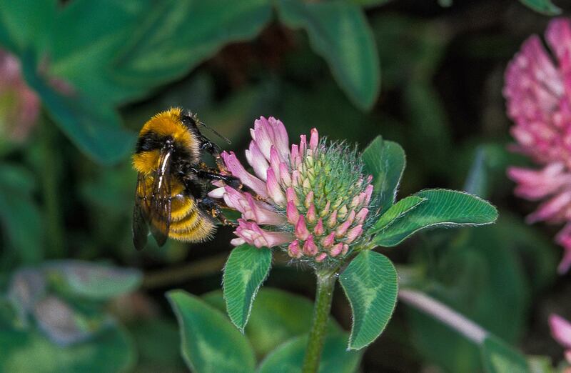 Bumblebee. Courtesy WWF