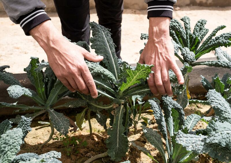 An employee checks plants at the farm