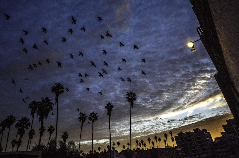 A flock of birds fly in the morning light over the Chapman Park Studio Building in Los Angeles, California. Joe Klamer / AFP Photo
