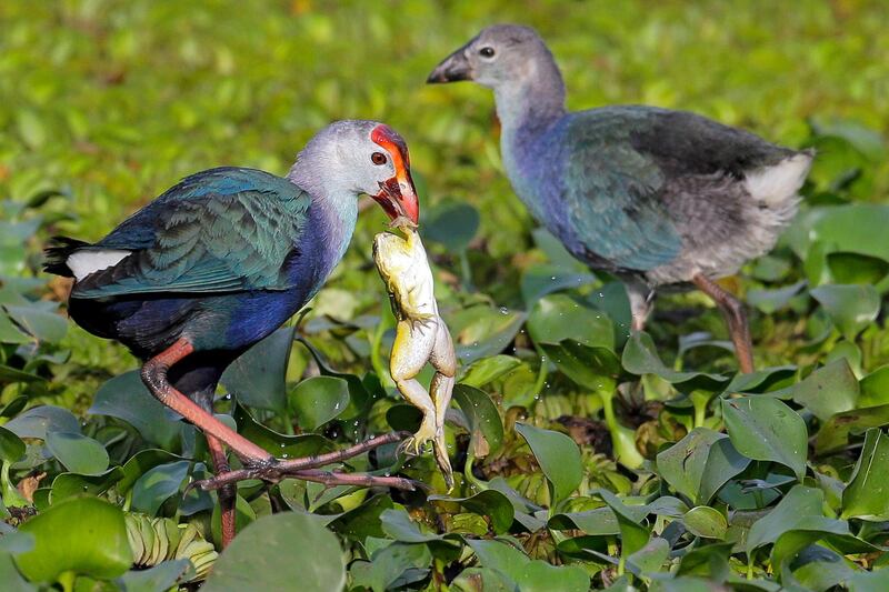 A Purple Swamphen also known as the Purple coot catches a frog on the marshy wetland in the suburb of Colombo, Sri Lanka. EPA