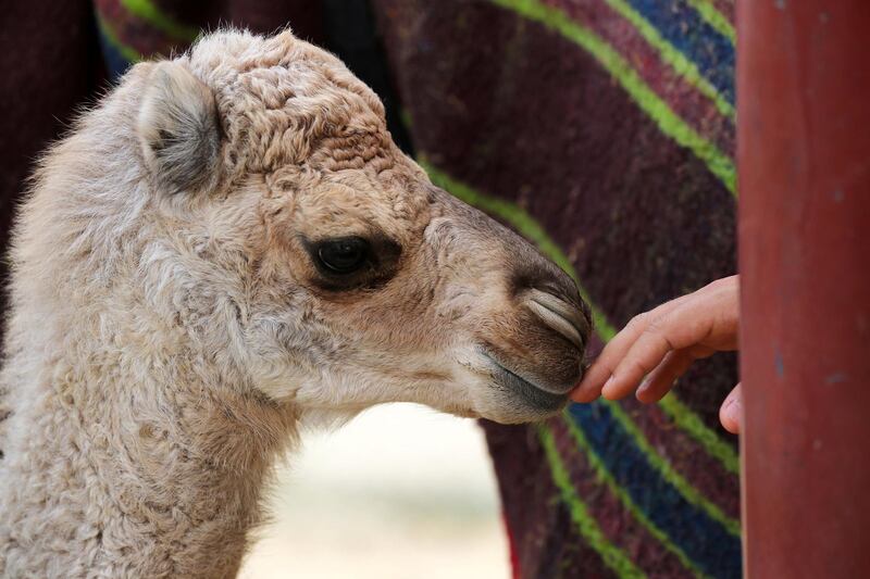 Dubai, United Arab Emirates - January 19, 2019: A three week old baby camel. Images of a new tourist attraction in Dubai called The Camel Farm. Saturday, January 19th, 2019. E77, Dubai. Chris Whiteoak/The National