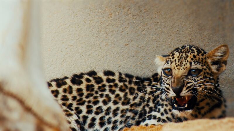 Habitat loss, decline of prey species and persecution have caused numbers of Arabian leopards to fall for centuries. There are now thought to be fewer than 200 in the wild.