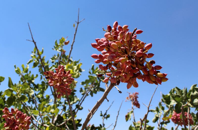 Despite that, exports continue with Syrian pistachios selling in markets including Saudi Arabia, Egypt, Jordan and Lebanon.