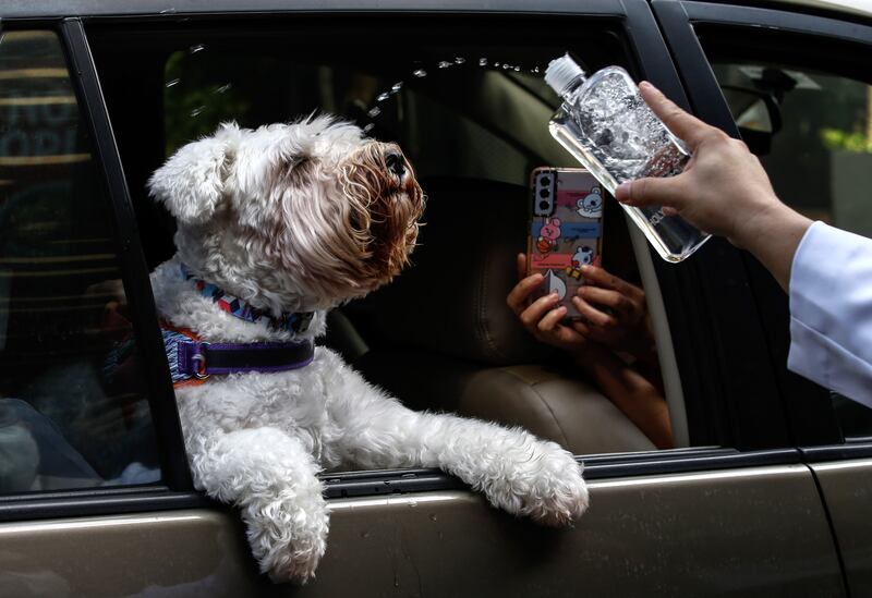 A dog receives a blessing with holy water from a Roman Catholic priest at a commercial mall in Quezon City, Metro Manila, Philippines. A drive-thru pet blessing was held ahead of World Animal Day, which is observed on October 4 and coincides with the Catholic feast day of St Francis of Assisi, who is the patron saint of animals. EPA