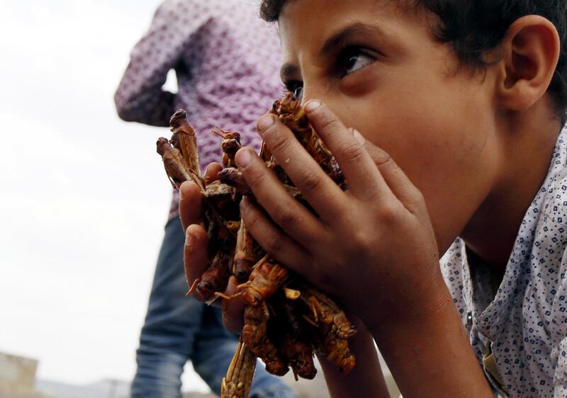 A boy holds a bunch of roasted locusts after catching them at a farm in the central province of Dhamar, Yemen. EPA