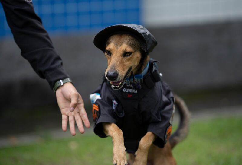 The dog was adopted as a pet by the battalion when it was a stray.