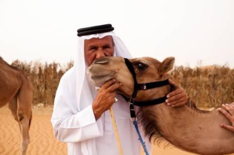 AL AIN, UNITED ARAB EMIRATES ‚Äì June 22, 2011:  Ali Al Ahbabi stands with his camels on a farm in Al Ain.  Camels were part of navigation techniques used for desert survival.  ( Andrew Henderson / The National )

