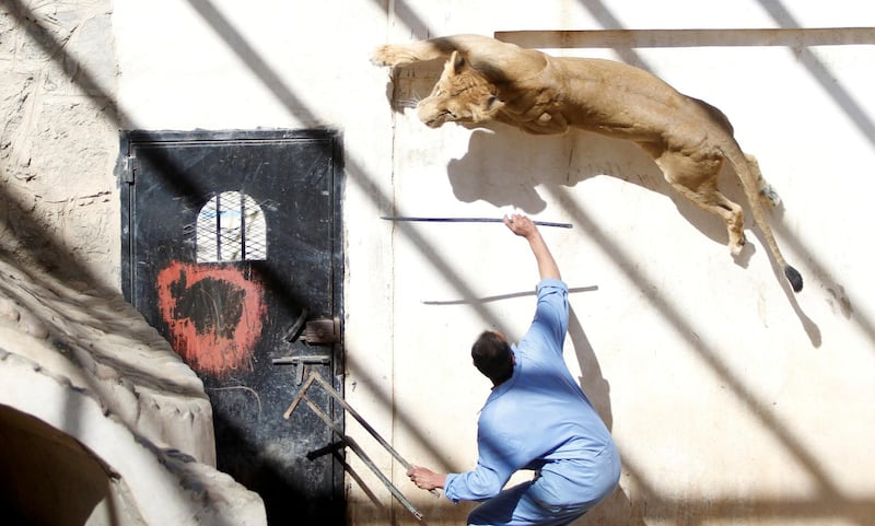 A coach uses a stick to provoke a lioness from the pride of Frans, a lion previously owned by Yemen's ex-president Ali Abdullah Saleh at the Sanaa Zoo, Yemen January 20, 2020. Reuters