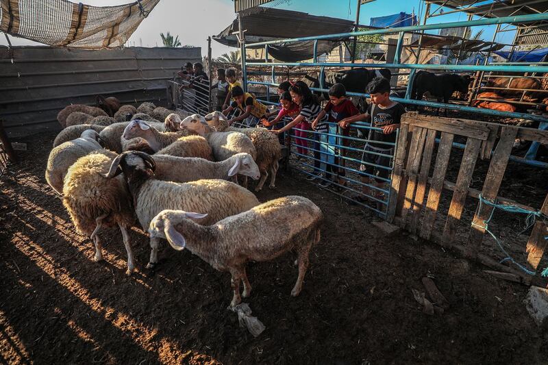 Palestinian vendors display their sheep at a livestock market in the southern Gaza Strip. EPA