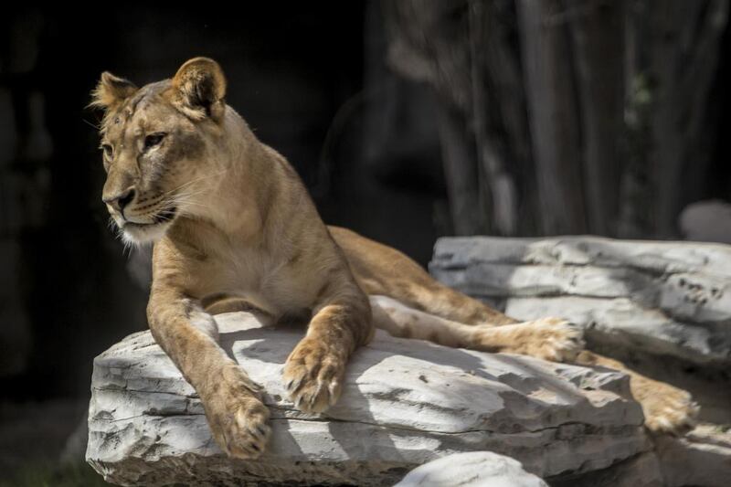 An African lioness rests in the lion enclosure. The small but growing zoo has recently upgraded it’s facilities offering visitors better facilities and new exhibitions. Antonie Robertson / The National