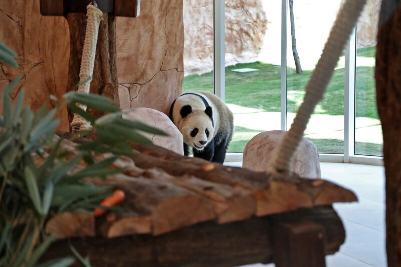 All Chinese giant pandas, no matter where they are born or live, are owned by the Chinese government. AFP