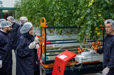 UAE government officials and university professors visit a hi-tech greenhouse in the Netherlands as part of agriculture, technology and educational co-operation.