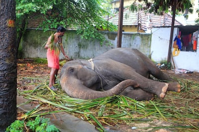 14 Oct 2017 - THIIRUVANANTHAPURAM,  Kerala - INDIA
A Handler cleans a Elephant after Bathing it at the Sree Padmanabhaswamy Temple Complex.

(Subhash Sharma for The National)