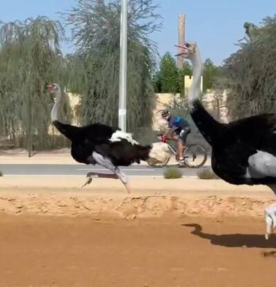 Sheikh Hamdan cycled next to two ostriches during a bike ride on New Year's Day. Instagram / Sheikh Hamdan