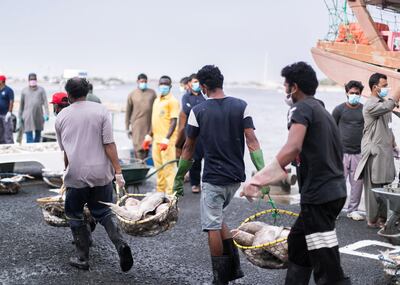 AJMAN, UNITED ARAB EMIRATES. 12 APRIL 2020. 
Ajman Fish Market’s auction.
(Photo: Reem Mohammed/The National)

Reporter:
Section: