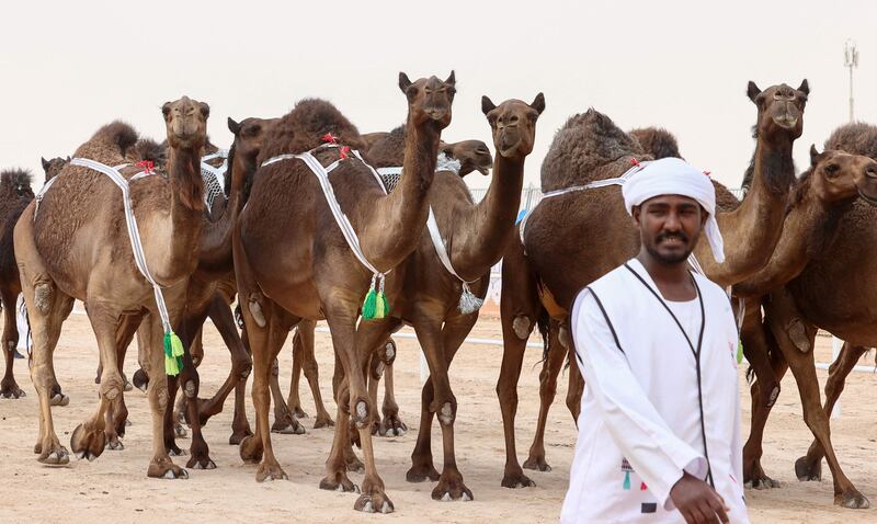 For black camels the size of its head can be a deal-breaker, but for white camels, consistency of colour counts.