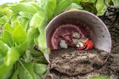 14062019 News Photo: Iain McGregor/STUFF
Henderson Island expedition.
East beach.
Hermit crabs shelter in plastic.