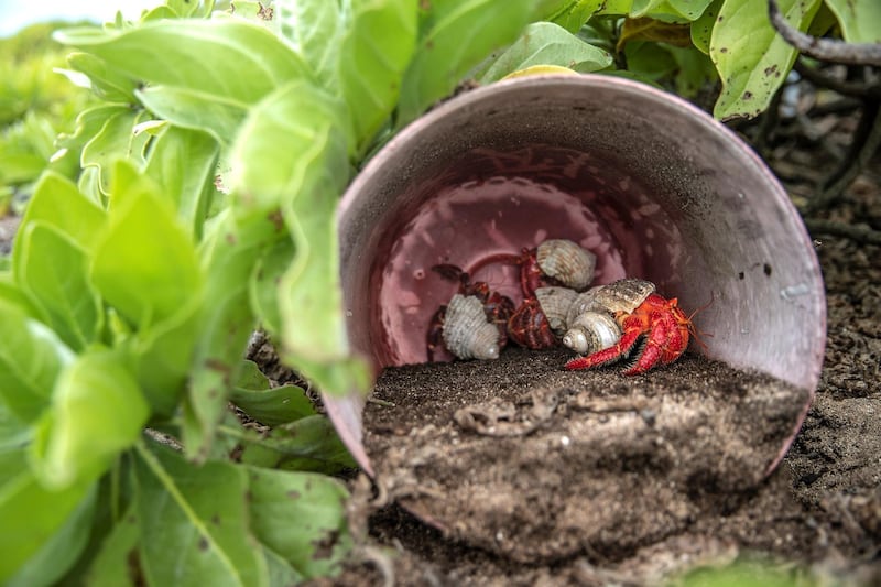 14062019 News Photo: Iain McGregor/STUFF
Henderson Island expedition.
East beach.
Hermit crabs shelter in plastic.