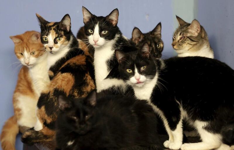 World Cat Day is designed to venerate cats... like every other day. Mariana Bazo / Reuters