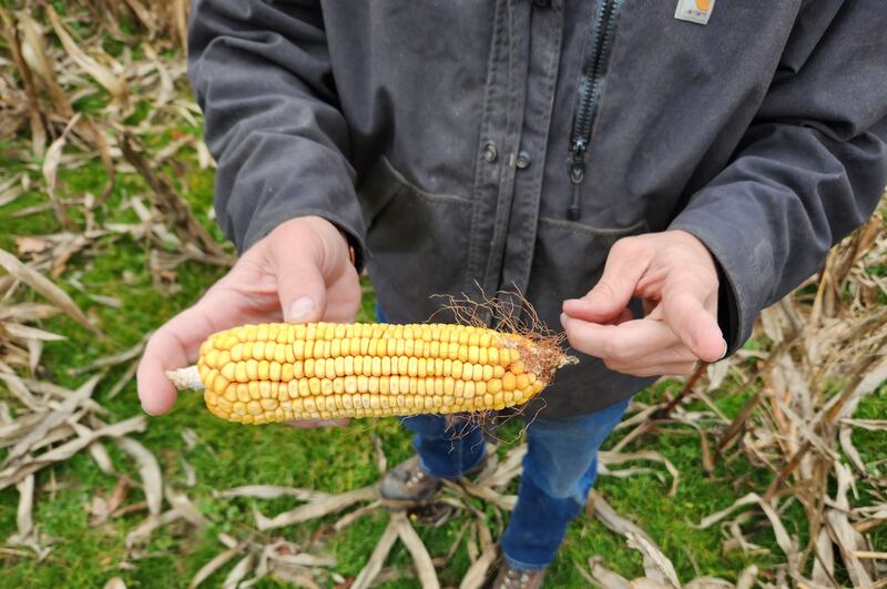 Corn and soybeans are the two biggest agricultural food exports to Saudi Arabia, which buys more than $1 billion in agriculture products from the US every year