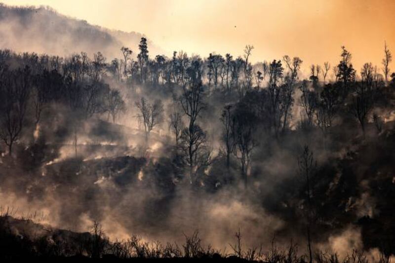 Charred trees remain following a wildfire in the region of Chefchaouen, northern Morocco.