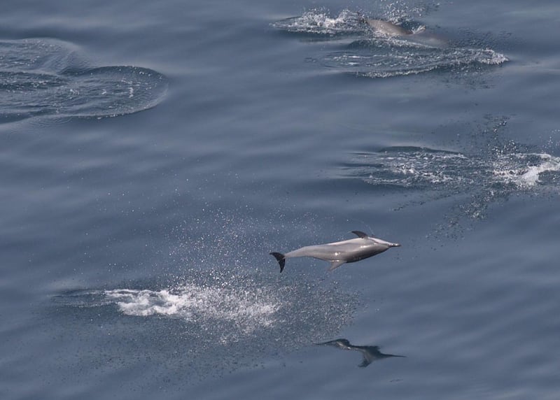 The survey was carried out by Fujairah Environment Authority, Fujairah Research Centre and Five Oceans Environmental Services.