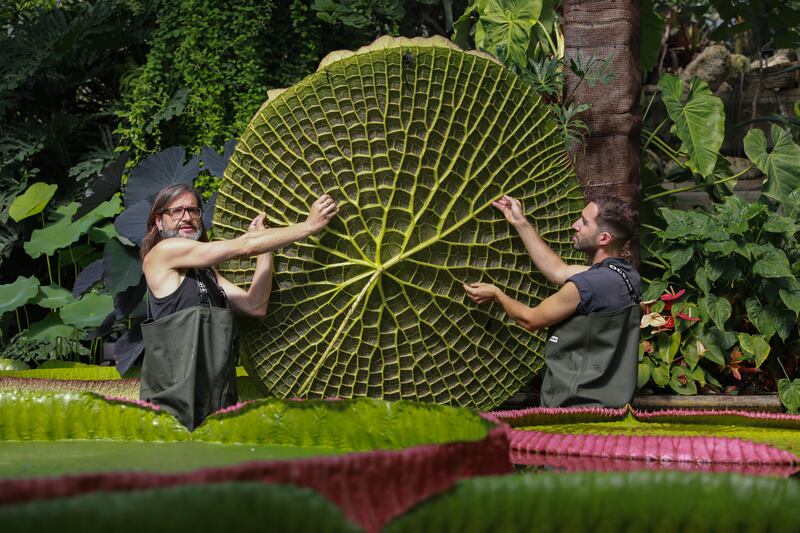 Horticulturists remove a pad from a Victoria cruziana water lily to create room for the new species of giant water lily, seen in the foreground. The plant has been in Kew's Herbarium for 177 years, and only now revealed to be a new species.