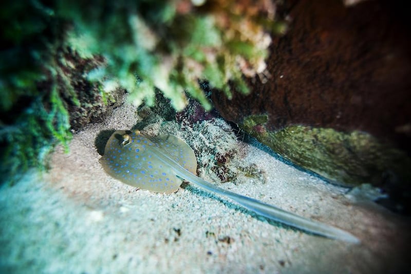 A tiny Blue Spotted Ray hides from the photographer in a small cave along the reef. 