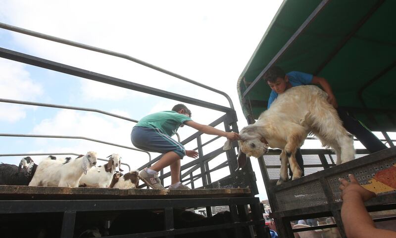 Palestinian vendors sell sacrificial animals in Nablus, West Bank.  EPA