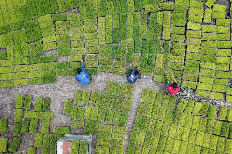 Farmers transfer rice seedling in Jianhe in China's southwestern Guizhou province. AFP