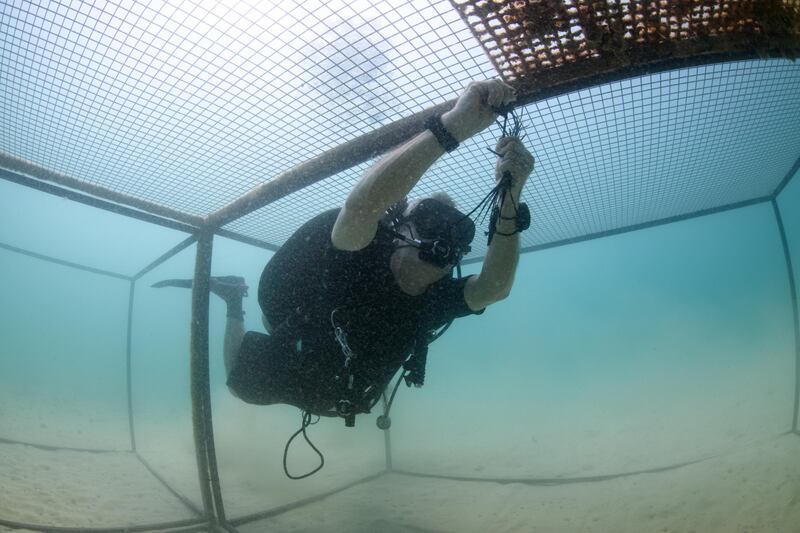 The reefs are carefully lowered into place