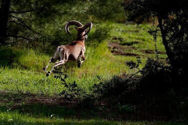 An endangered Mouflon sheep runs inside the UN-controlled buffer zone that divide the Greek and Turkish areas of Cyprus. AP