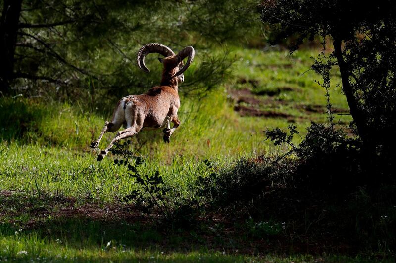 An endangered Mouflon sheep runs in the forest near abandoned village of Varisia, inside the U.N controlled buffer zone that divide the Greek, south, and the Turkish, north, Cypriot areas since the 1974 Turkish invasion, Cyprus, on Friday, March 26, 2021. Cyprus' endangered Mouflon sheep is one of many rare plant and animal species that have flourished a inside U.N. buffer zone that cuts across the ethnically cleaved Mediterranean island nation. Devoid of humans since a 1974 war that spawned the countryâ€™s division, this no-man's land has become an unofficial wildlife reserve. (AP Photo/Petros Karadjias)