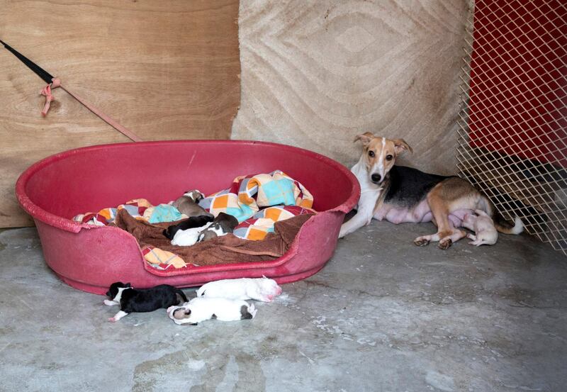 UMM ALQUWAIN, UNITED ARAB EMIRATES - A dog with her litter at the Stray Dog Centre, Umm AL Quwain.  Ruel Pableo for The National for Evelyn Lau's story