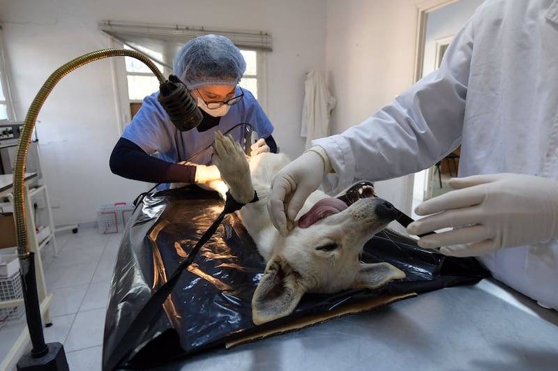 Mahmoud Laatiri, a municipal veterinarian, prepares to spay a bitch at the Belvedere sterilisation centre in Tunis. The increase in the number of strays is thought mainly to be a result of the accumulation of urban rubbish and ineffective means of control.