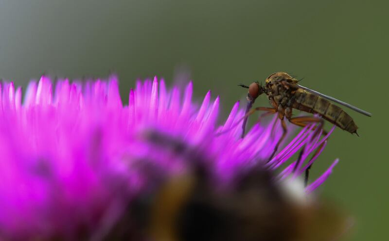 An insect collects pollen from the flower of a thistle in Unna, western Germany. AFP