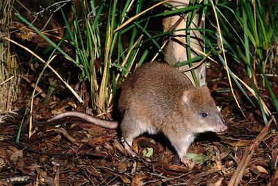 A0AP2B LONG FOOTED POTOROO Potorous longipes. Adult eastern Victoria Australia Endangered species. Image shot 1997. Exact date unknown.
