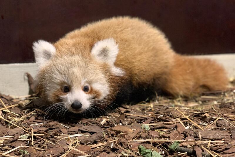 A small red panda cub, the first born at the zoo in nine years, is seen at Tierpark Berlin.  EPA