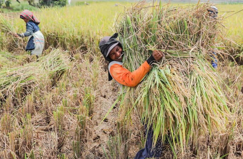 An Indonesian worker carries a bundle of rice through a field in Deli Serdang, North Sumatra, Indonesia. Dedi Sinuhaji / EPA