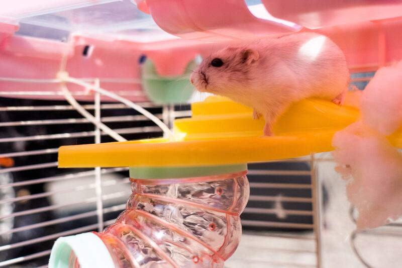 Pet owners were instructed by the government to give up recently purchased hamsters, chinchillas, rabbits and guinea pigs as the city culls thousands of small animals after hamsters in a pet store tested positive for Covid-19. Bertha Wang / AFP