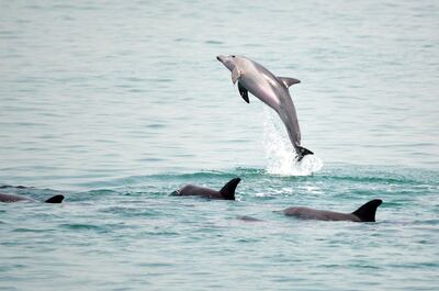 The Indo-Pacific bottlenose dolphin, a species seen off the coast of Abu Dhabi. Courtesy of the Bottlenose Dolphin Research Institute