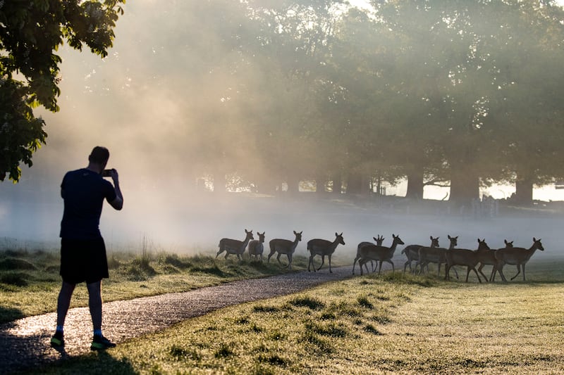 A man takes a photo of deer in Richmond Park on a foggy spring morning in London. PA