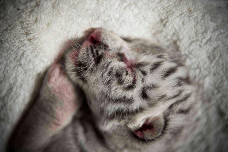 A newborn white tiger named Snow sleeps at the National Zoo in Masaya, Nicaragua. AFP