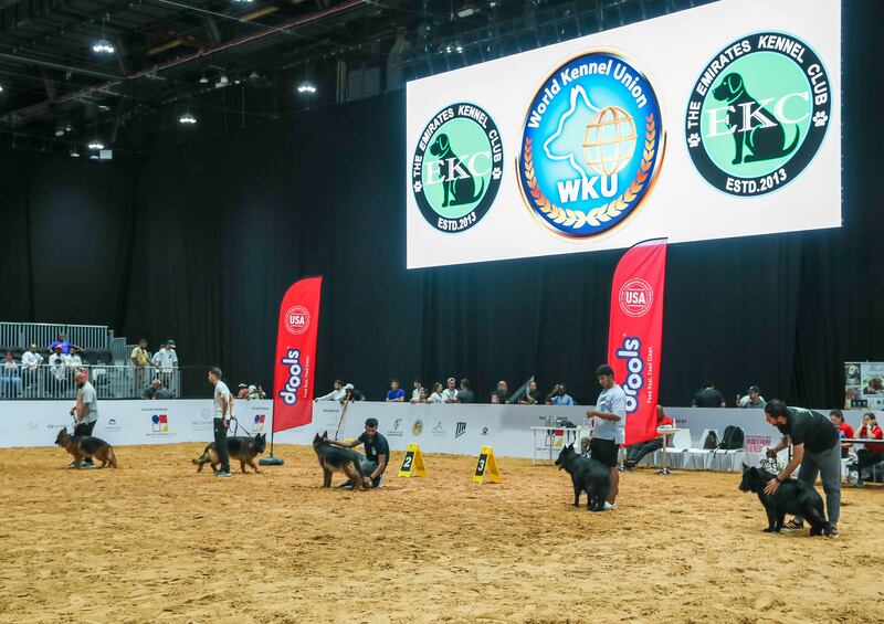 Hunting dogs participate in exhibition at Adihex. Victor Besa / The National